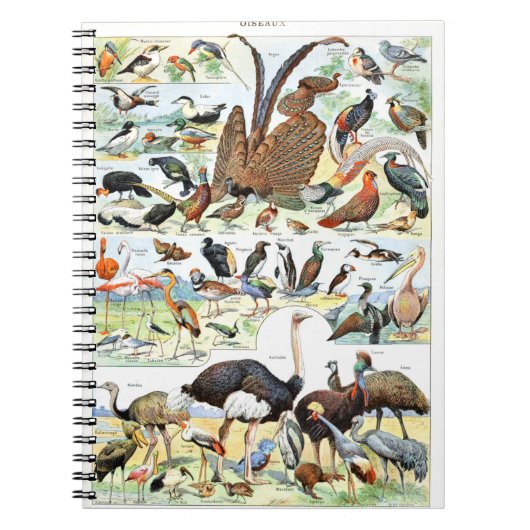 Vogelplakat Vintag Notizblock (Vorderseite)