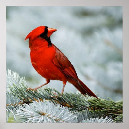 Vogelrot Poster