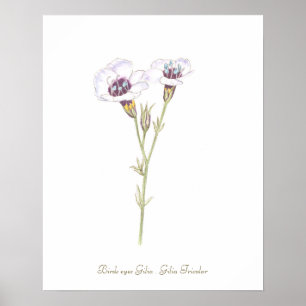 Vogels-Gilia-Aquarellenposter Poster