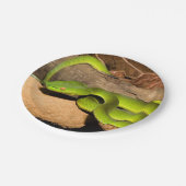 Vogels Gruben-Viper Pappteller (Schrägansicht)