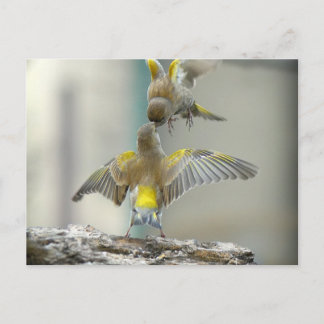 Vogels Postkarte
