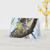 Vogelsammlung: Blaue Jay (Blankonotizen) Karte (Gelbe Blume)
