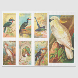 Vogelsammlung Cockatoo 1 Vintage Decoupage Tiss Seidenpapier
