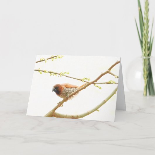 Vogelsammlung: Gewürzfinch (leere Notizen) Karte (Vorderseite)
