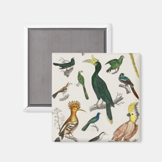 Vogelsammlung Magnet (Vorderseite/Rückseite)