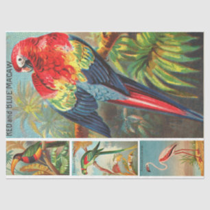 Vogelsammlung Makaw 2d Vintage Entkopplung Seidenpapier