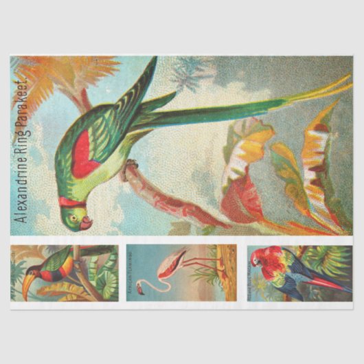 Vogelsammlung Parakeet 2a Vintage Entkopplung Seidenpapier (Vorderseite)