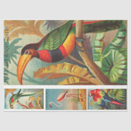 Vogelsammlung Toucan 2b Vintage Decoupage Seidenpapier