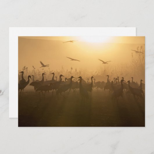 Vogelschloss am Agamon-See HaHula, Israel Dankeskarte (Vorne/Hinten)