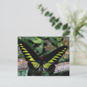 Vogelschmetterling, Trogonoptera brookiana, Malaie Postkarte (Stehend Vorderseite)