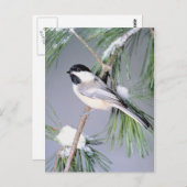 Vogelschneezweig Postkarte (Vorne/Hinten)