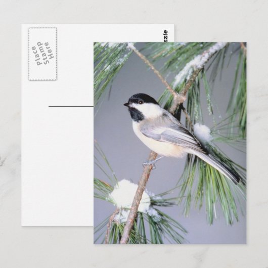 Vogelschneezweig Postkarte (Vorne/Hinten)