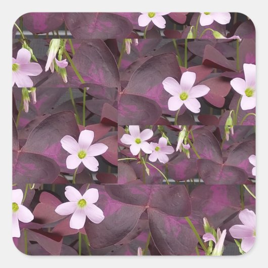 Vogelsortenaufkleber Quadratischer Aufkleber (Vorderseite)