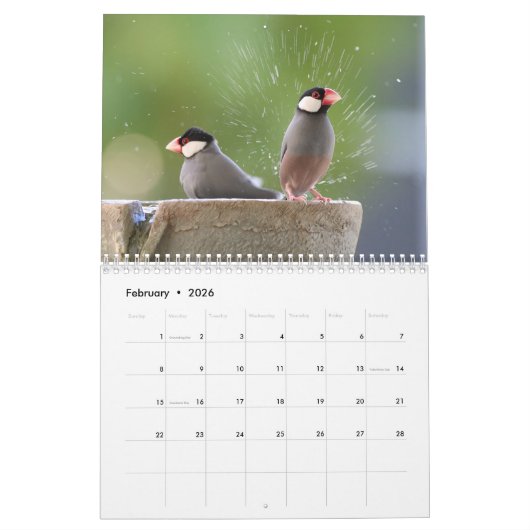 Vogelspass am Springbrunnen Kalender (Feb 2026)