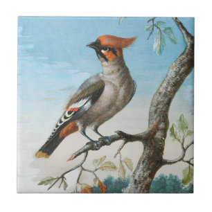 Vogelstudie von George Edwards (1694-1773) Fliese