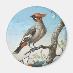 Vogelstudie von George Edwards (1694-1773) Magnet
