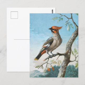 Vogelstudie von George Edwards (1694-1773) Postkarte