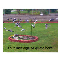 Vogeltauben Fliegenjacke Ihre Textposter