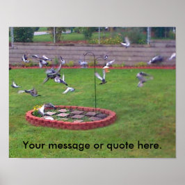 Vogeltauben Fliegenjacke Ihre Textposter Poster