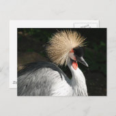 Vogelvogel Postkarte (Vorne/Hinten)