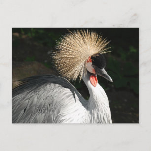 Vogelvogel Postkarte