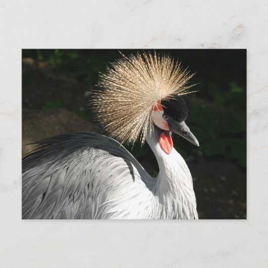 Vogelvogel Postkarte (Vorderseite)