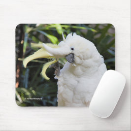 Vogelwellen von Schwefelkakatoo Mousepad
