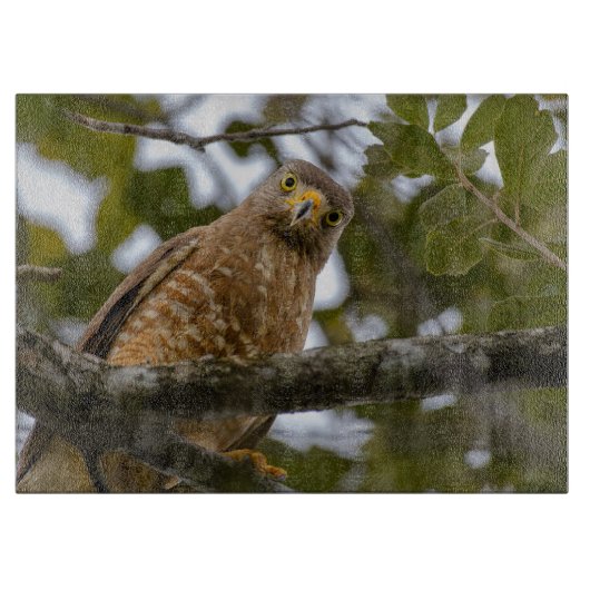 Vogelwelt, Roadside Hawk Belize Schneidebrett (Vorderseite)