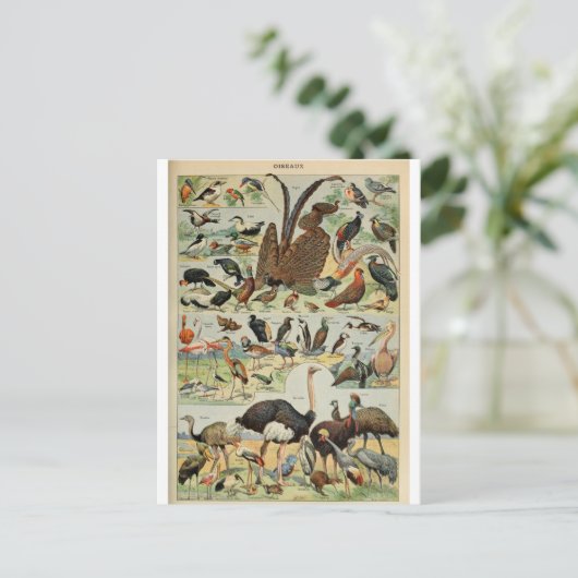 Vogelwörterbuch Postkarte (Stehend Vorderseite)