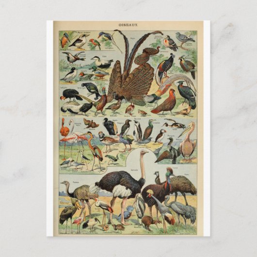 Vogelwörterbuch Postkarte (Vorderseite)