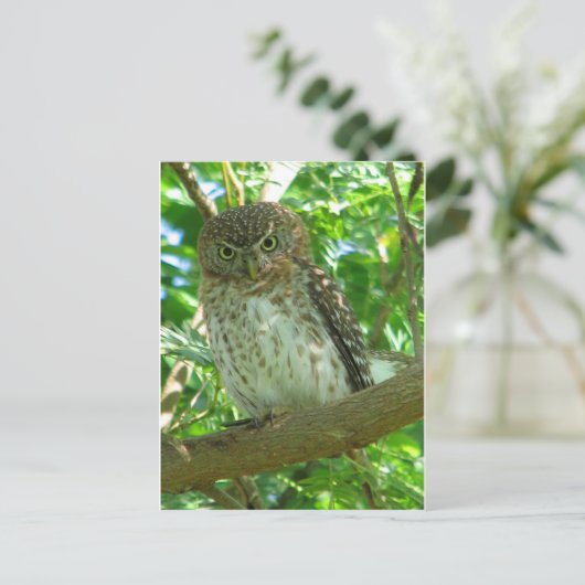 Vogelzweig Postkarte (Stehend Vorderseite)