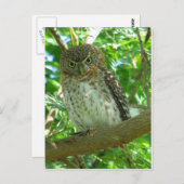 Vogelzweig Postkarte (Vorne/Hinten)