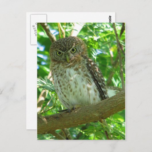 Vogelzweig Postkarte (Vorne/Hinten)