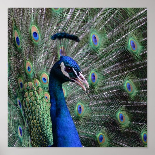 Vogue Poster (Vorne)