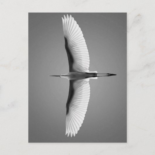 Vol Oiseau grandes ailes Postkarte (Vorderseite)