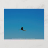 Volant Postkarte (Vorderseite)