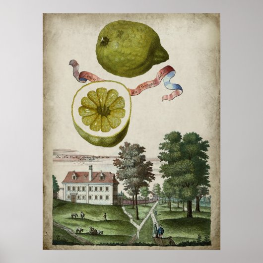 Volkamer Citrus Lemon Italienische Landschaft Poster (Vorne)