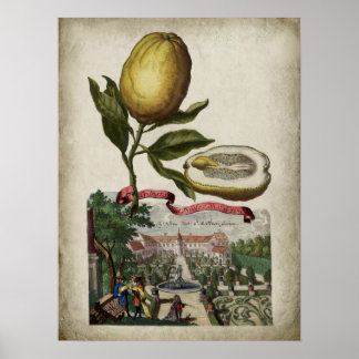 Volkamer Citrus Lemon Italienisches Landschaftspos Poster