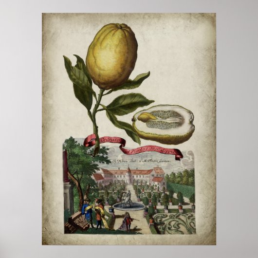 Volkamer Citrus Lemon Italienisches Landschaftspos Poster (Vorne)