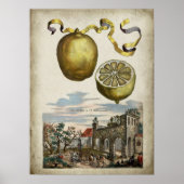 Volkamer Citrus Lemon Italienisches Landschaftspos Poster (Vorne)