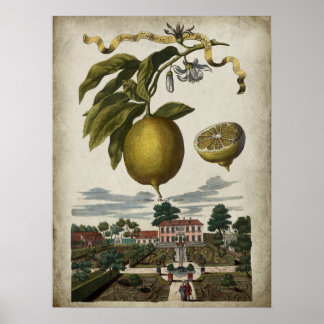 Volkamer Lemon Artwork Barockstil Dekoration