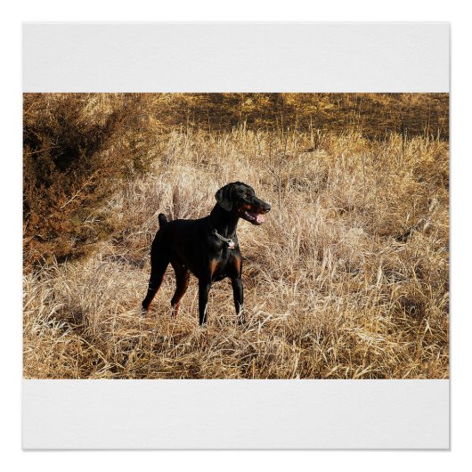 voll poster (Vorderseite)