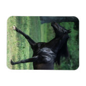 Vollblut Magnet (Horizontal)