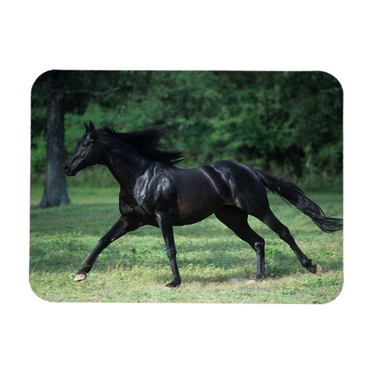 Vollblut Magnet (Horizontal)