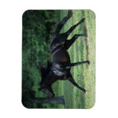 Vollblut Magnet (Vertikal)