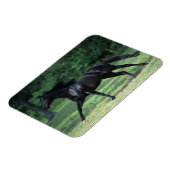 Vollblut Magnet (Linke Seite)