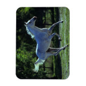 Vollblut Magnet (Vertikal)