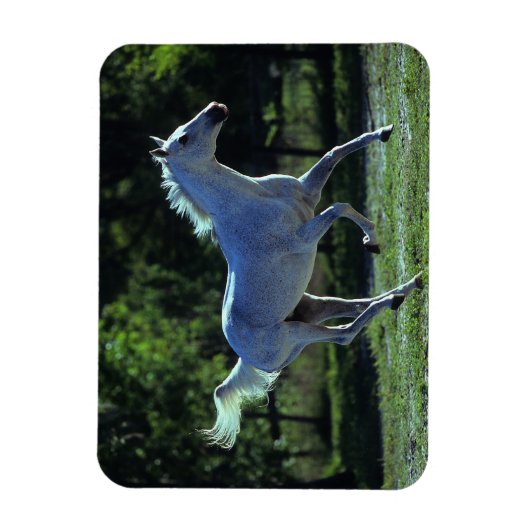 Vollblut Magnet (Vertikal)