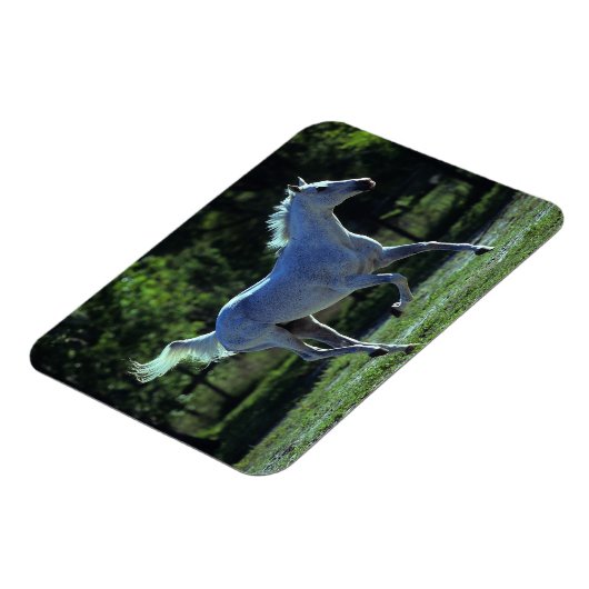 Vollblut Magnet (Linke Seite)