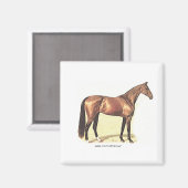 Vollblut Magnet (Vorderseite/Rückseite)